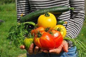 Fresh and freshly harvested vegetables from organic farming